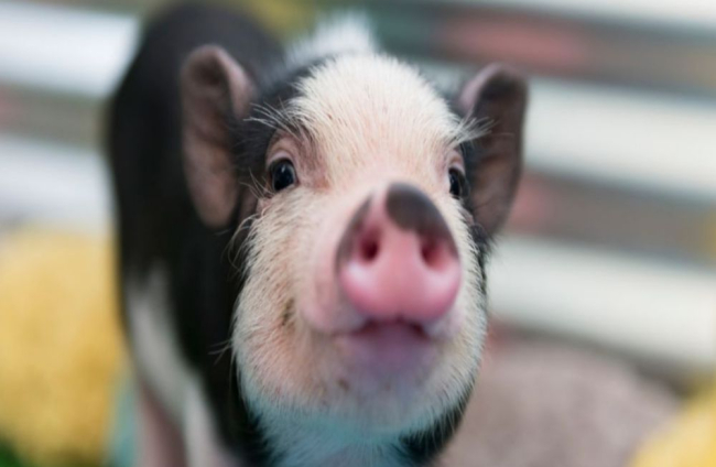 discreción revista cultura Qué comen los mini pigs? ¿Cómo es su dieta? Te lo contamos