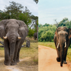 Curiosas diferencias entre el elefante africano y el asiático (además de sus orejas)
