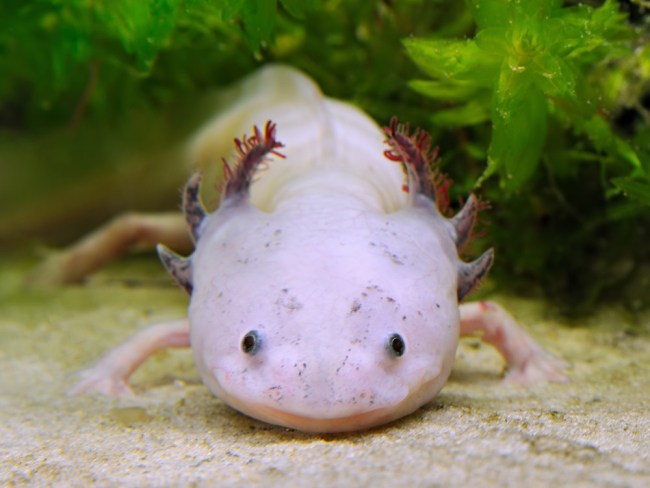 El axolote, el anfibio más curioso que has visto nunca
