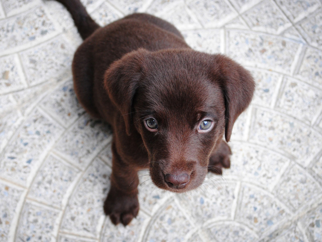 El labrador: curiosidades y cuidados perro más popular