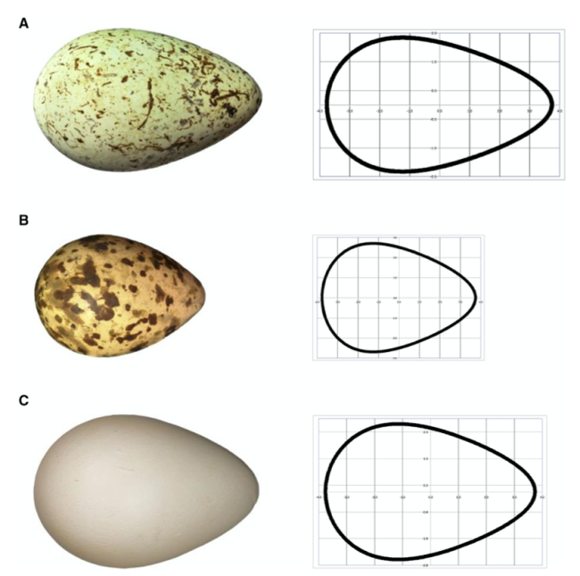 Trazado de los huevos de el arao de Brünnich (A), la agachadiza real (B) y el pingïono rey (C). Fuente del artículo original: 'Egg and math: introducing a universal formula for egg shape'