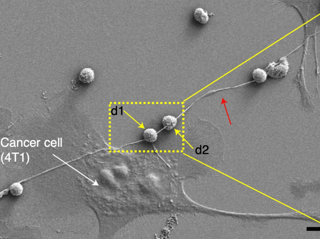 Una célula cancerosa (4T1) se une a múltiples células T (flechas amarillas). Fuente: artículo original.