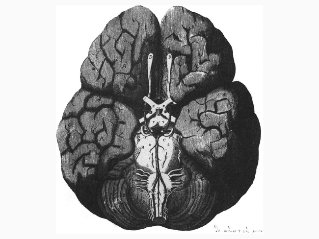 “Y ¿dónde está el origen de todas estas sensaciones? Indubitablemente en el cerebro”, dejó escrito Feijoo. Crédtios: Ampliación del grabado de Christopher Wren.