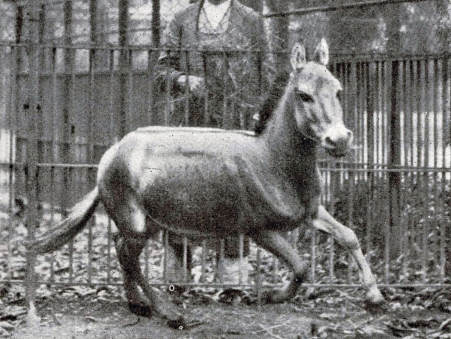 Un espécimen de asno salvaje sirio galopando en el Zoológico de Schönbrunn, en 1915