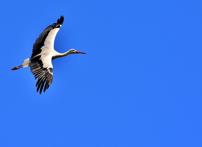Cigüeña blanca volando
