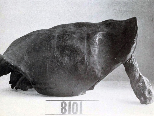 Ejemplar tipo de tortuga gigante de Fernandina, de 1906