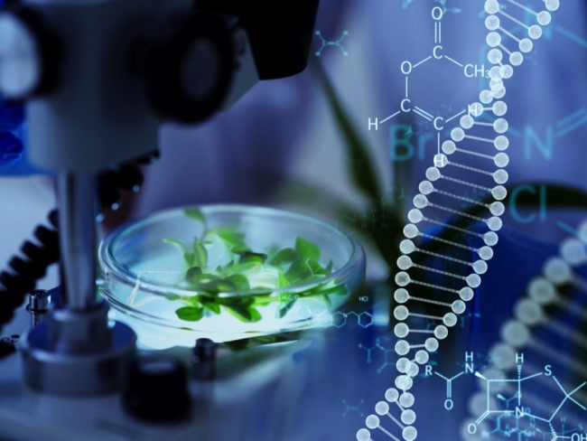 La biotecnología permite introducir genes de bacterias en plantas