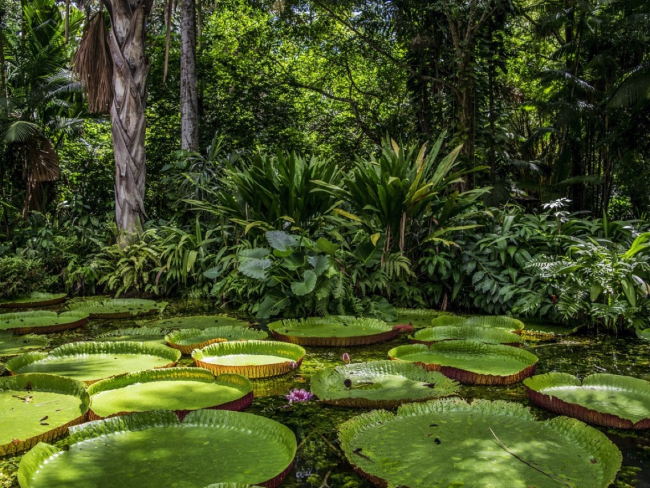 La selva amazónica es la responsable del 16 % de la fotosíntesis en tierra firme