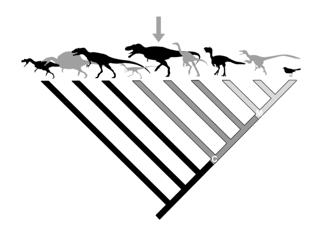 “Cladograma” o árbol familiar de los dinosaurios carvívoros. FGL.