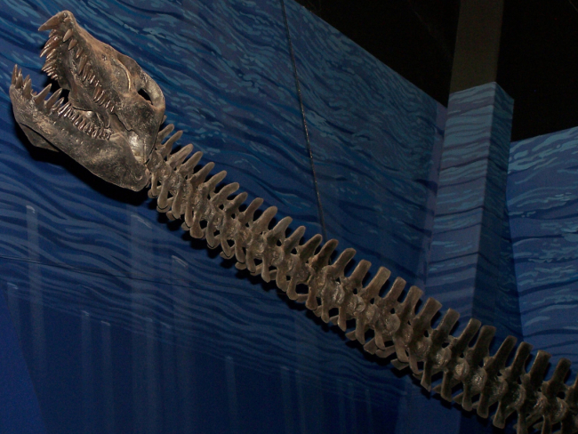 Muchos criptozoólogos han querido identificar a Nessie como un Plesiosaurio. Wikimedia.