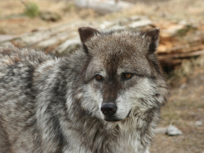 Lobo gris en Yellowstone