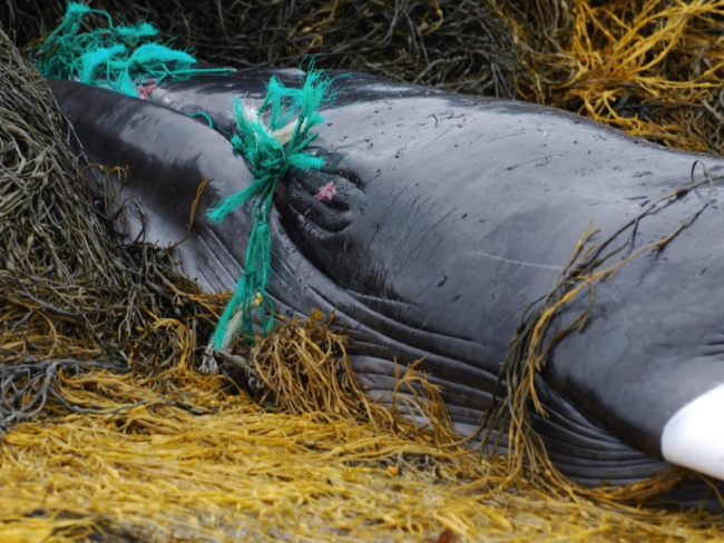 Las redes de pesca abandonadas y otras formas de basura pueden enredarse en el cuerpo de los cetáceos, impedirles alimentarse y provocar que terminen varados