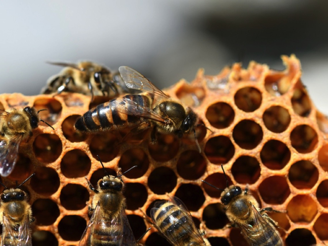 La abeja reina puede elegir poner un huevo fecundado, o uno partenogenético sin fecundar