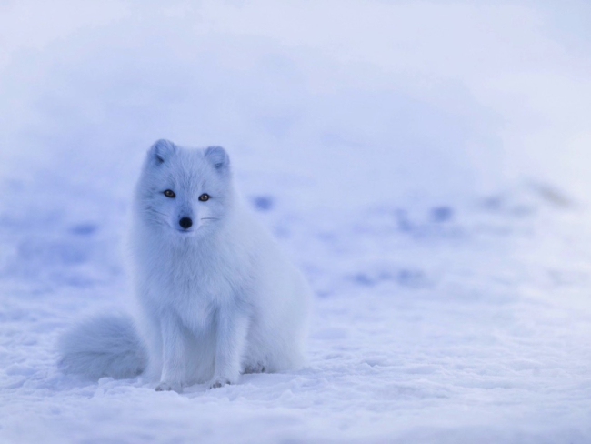 Un zorro blanco, de pelo denso y orejas pequeñas puede ser más apto si el ambiente es frío y nevado