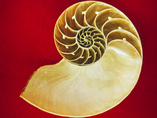 La concha del nautilo forma una curiosa espiral que esconde una constante matemática: el número e.
