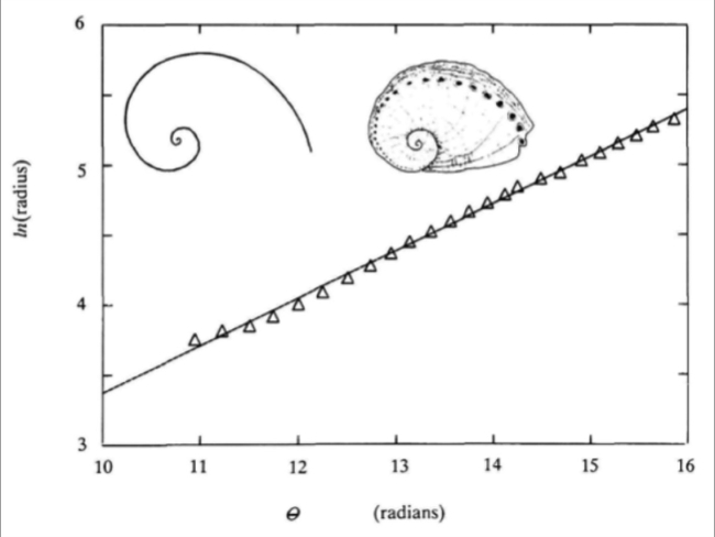 Medidas del desplazamiento angular (en radianes) y el logaritmo natural del radio en la oreja de mar. La línea recta expresa el resultado de la espiral matemática. Fuente: Cortie, 1992