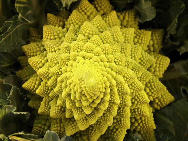 El romanesco forma una inflorescencia de aspecto fractal, que esconde una curiosidad botánica, sostenida en el número φ