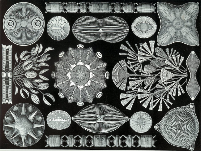 Dibujos de diatomeas realizados por Ernst Haeckel en 1904
