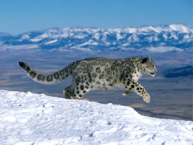 Leopardo de las nieves. iStock
