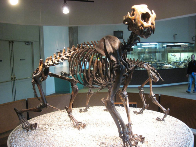 Esqueleto de Panthera leo atrox (Museo George C. Page). Wikimedia