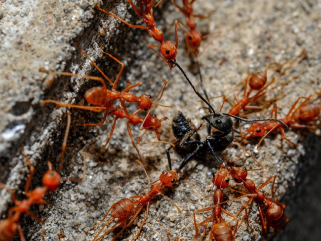 Entre las hormigas los conflictos bélicos son bastante habituales.
