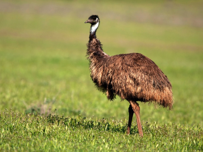 Un emú no parece un gran combatiente, y realmente no lo es.