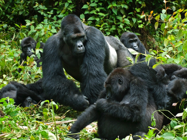 Familia de gorilas, con un macho de lomo plateado.