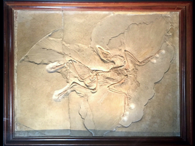 Ejemplar de Berlín de ‘Archaeopteryx’ (Á. Bayón)