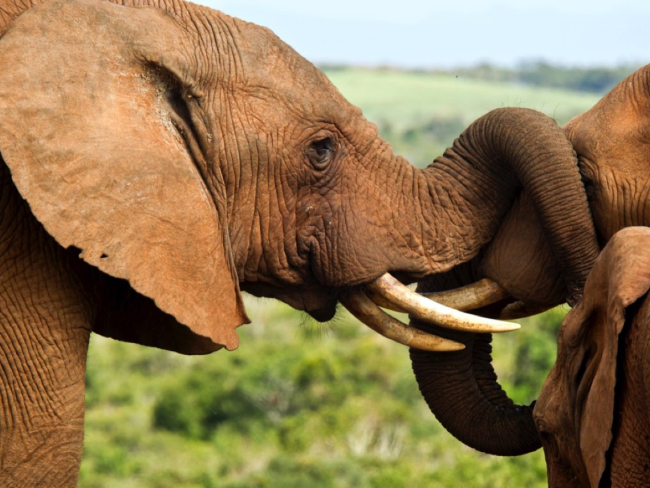 Los elefantes se masturban con las trompas de sus amantes.