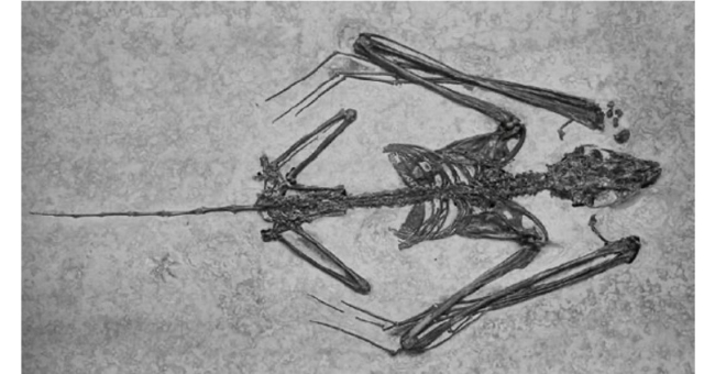 Fósil de Icaronycteris index, el murciélago más antiguo conocido (Gunnell et al., 2005)