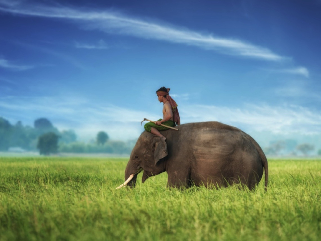 Elefante asiático con su mahout