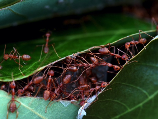 Para coordinarse, las hormigas necesitan comunicarse