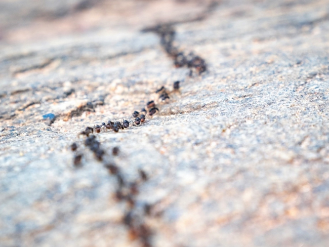 Las hormigas emplean feromonas para marcar el rastro a seguir