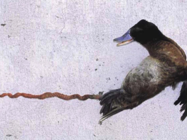 Un pato malvasía argentino con su pene de 40 cm extendido (Birkhead et al., 2009)