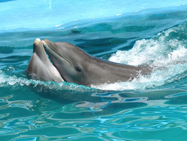 Los besos forman parte de la interacción social habitual de los delfines