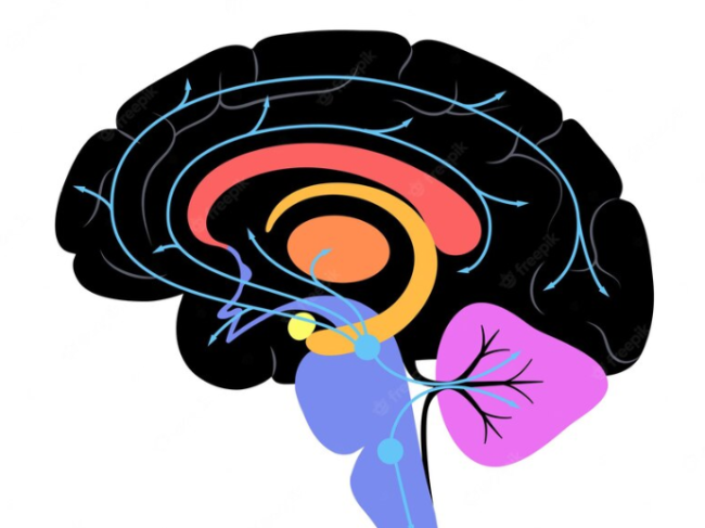 Esquema del cerebro con el hipocampo en color naranja claro - Fuente Freepik