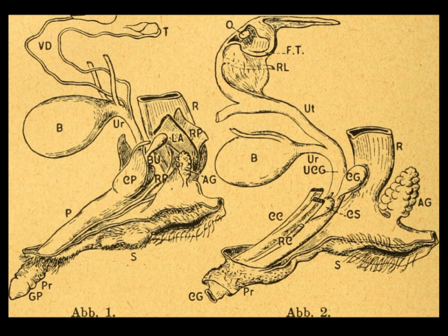 Ilustración de la anatomía genital interna y externa de un macho (izquierda) y una hembra (derecha) de hiena moteada (von Eggeling, 1922)