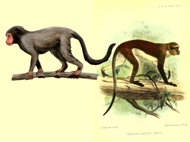 Ilustraciones de Aegyptopithecus de hace 35 millones de años (izquierda) y cercopiteco de Dent moderno (derecha). Wikimedia