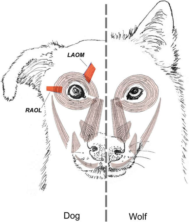 RAOL y LAOM en perro y lobo. (Kaminski, J., et al. 2019)