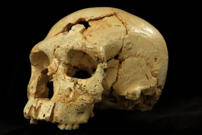 Cráneo 17 de la Sima de los Huesos. Museo de la Evolución Humana de Atapuerca