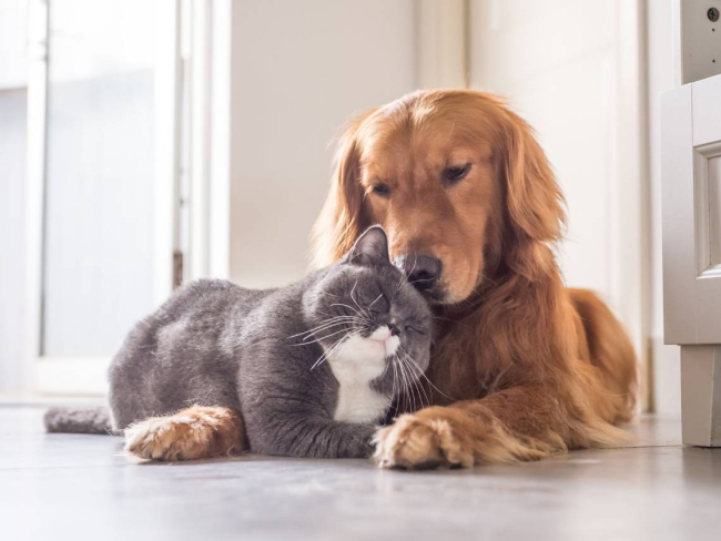 Convivencia entre perro y gato