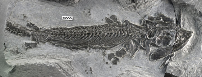 Un fósil del 'Cartorhynchus lenticarpus' / Ryosuke Motani