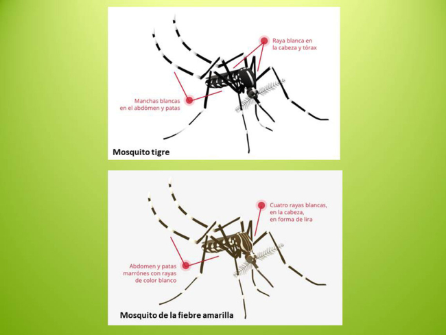 Ilustraciones: J.Luis Ordóñez (CC-BY-NC-2.0) para Mosquito Alert