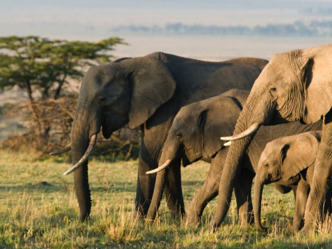 Elefantes, típicos estrategas de la ‘K’