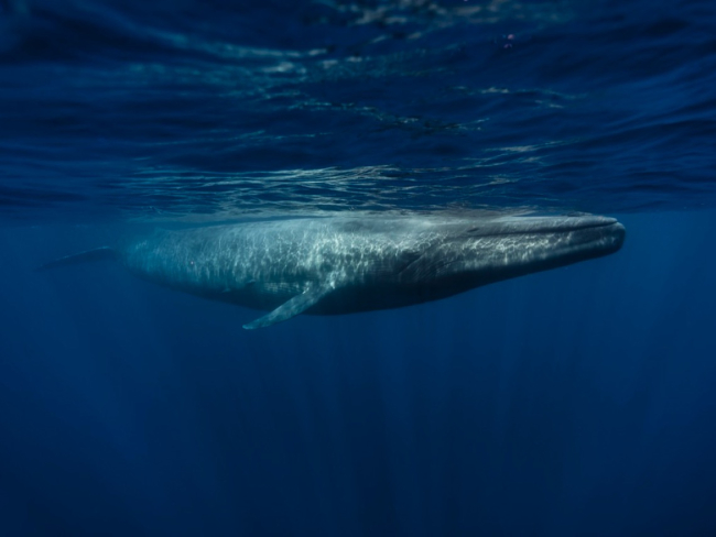 Ballena azul, el mamífero más grande de la tierra