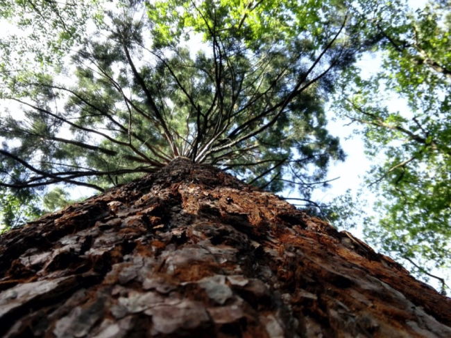 La secuoya, el árbol más alto del mundo