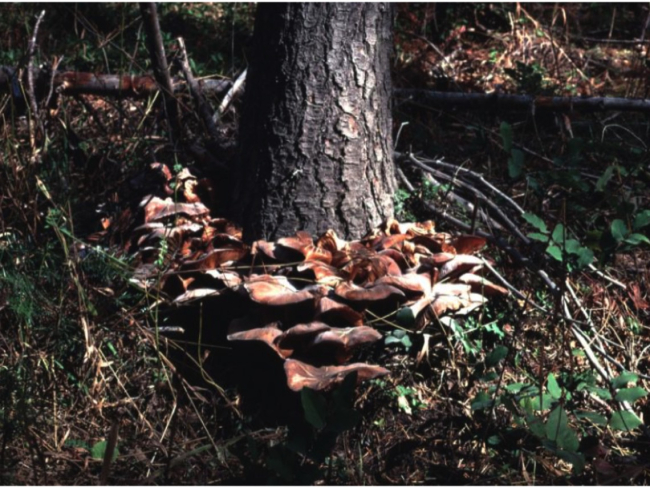 Setas del ‘Humongous Fungus’ creciendo a los pues de un abeto (Schmitt et al., 2008)
