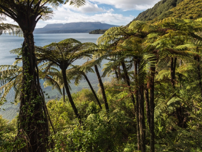Helechos arborescentes en el lago Tarawera, Nueva Zelanda