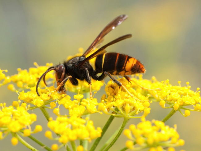 Avispa asiática, un riesgo para las abejas tanto melíferas como silvestres