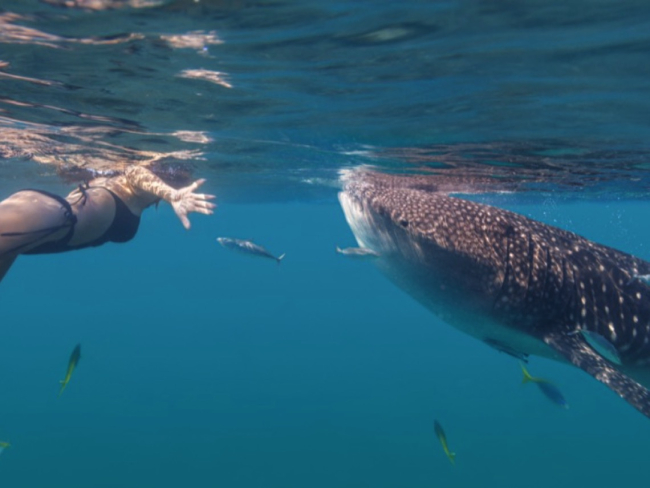 Buceando junto a un tiburón ballena